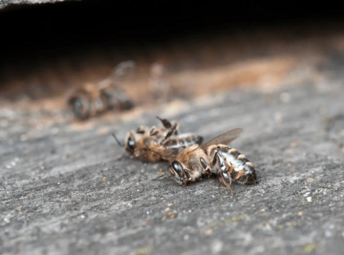 Katastrofa zbog industrijskog šećera: Ko će odgovarati za masovni pomor pčela u Mostaru 