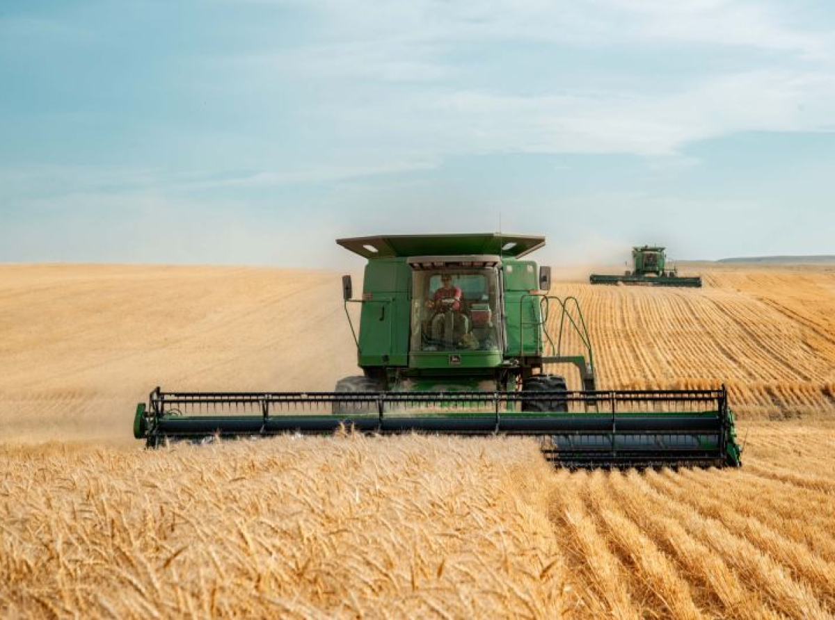Smanjena proizvodnja pšenice u FBiH za 33 posto, manje i raži, ječma i zobi