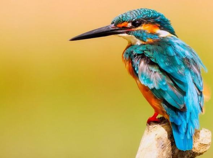 Kako ptice mogu da utiču na liječenje depresije