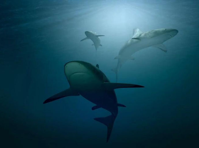 Broj morskih pasa smanjio se za 70 posto u posljednjih 50 godina