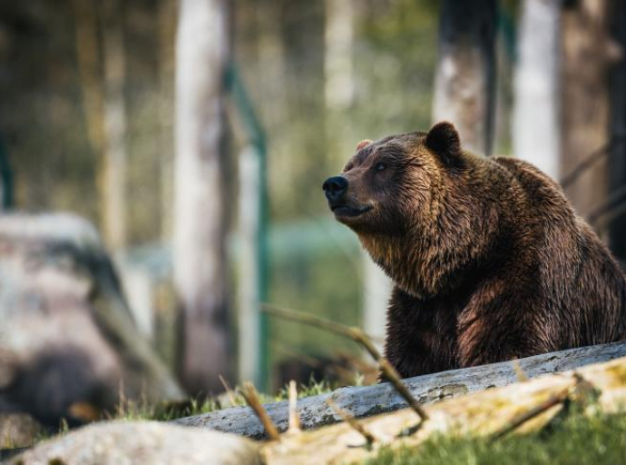 U Evropi različita pravila za lov na zaštićenog mrkog medvjeda