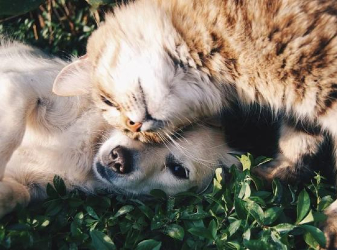 Mačke i psi, ljubav ili mržnja? Veterinari objasnili o čemu se radi