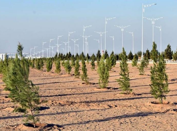 U pustinjskom Turkmenistanu posađeno pola miliona stabala drveća u jednom danu