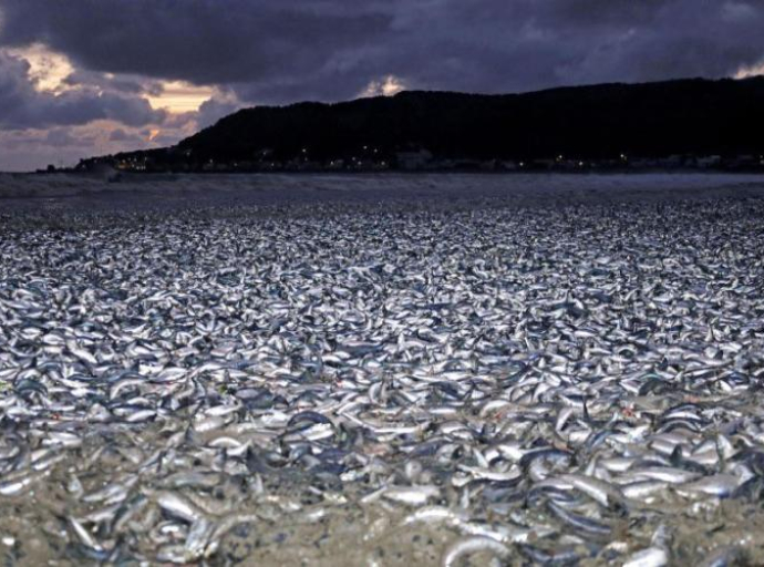 Stanovnici Japana kažu da nikada nisu vidjeli ništa slično, na obalama su tone uginulih riba 
