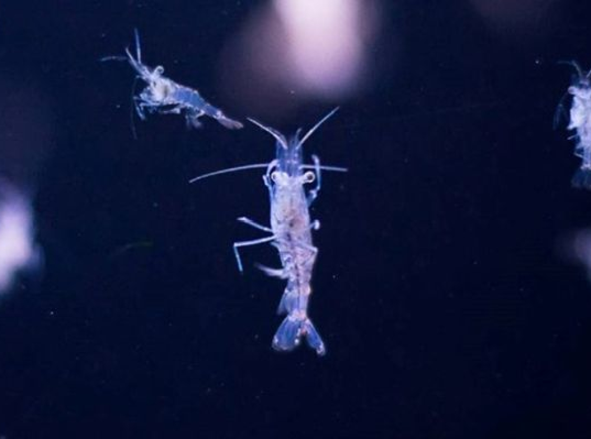 Sitne morske životinjice zbog plastičnog otpada gube volju za seksom
