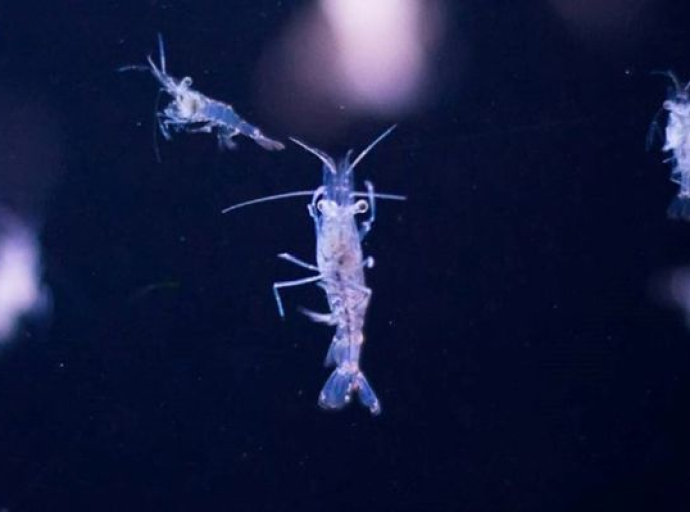 Sitne morske životinjice zbog plastičnog otpada gube volju za seksom