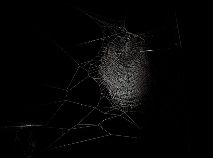 Kako pauk plete mrežu?