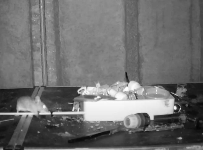 Miš snimljen kako svaku noć uredno sprema stvari u šupi (VIDEO)