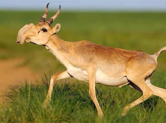 Sajga – antilopa najčudnijeg izgleda