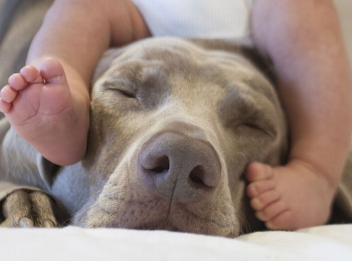Kako pripremiti psa na dolazak bebe? 