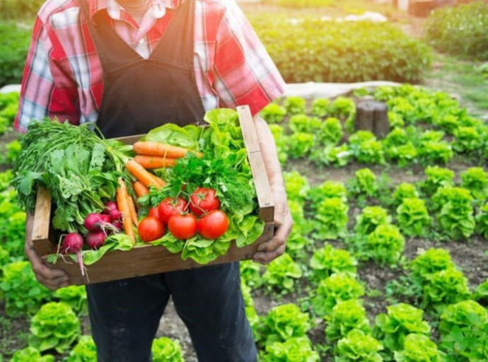 Rast organskih farmi: Njemački poljoprivrednici sve više se okreću ekološkoj proizvodnji