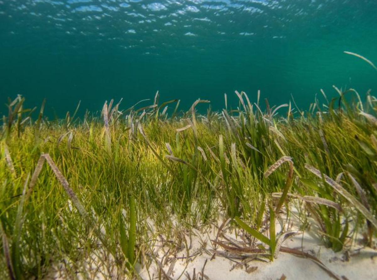 Zanemarena jer „nema harizmu“: Ali, morska trava može da pomogne čovječanstvu