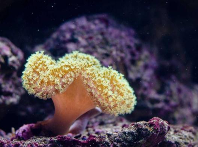 Da li je „vantjelesna oplodnja za korale“ posljednja nada za spas koralnih grebena