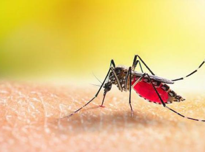 Malarija i denga se šire u Evropi zbog globalnog otopljenja