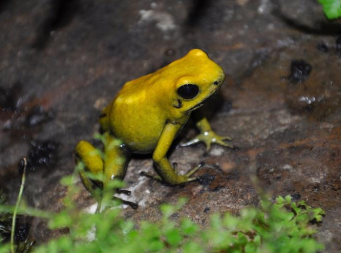 Ove žabe mijenjaju boju kože kako bi izbjegle zabunu tokom parenja