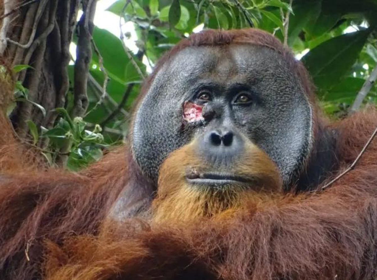 Orangutan viđen kako ranu na licu iscjeljuje ljekovitom biljkom, baš poput čovjeka