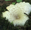 Mikolozi u Blagaju otkrili četiri rijetke gljive