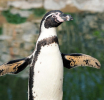 Humboltovi pingvini pred izumiranjem: Samo jedan par u procesu razmnožavanja, prošle godine bilo 842