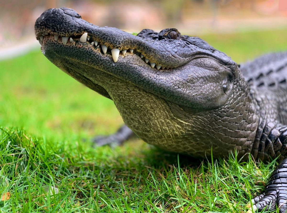 Ljudi bi krokodile za ljubimce i otrov žabe kao drogu – krivolov i šverc ugrožavaju opstanak vrsta