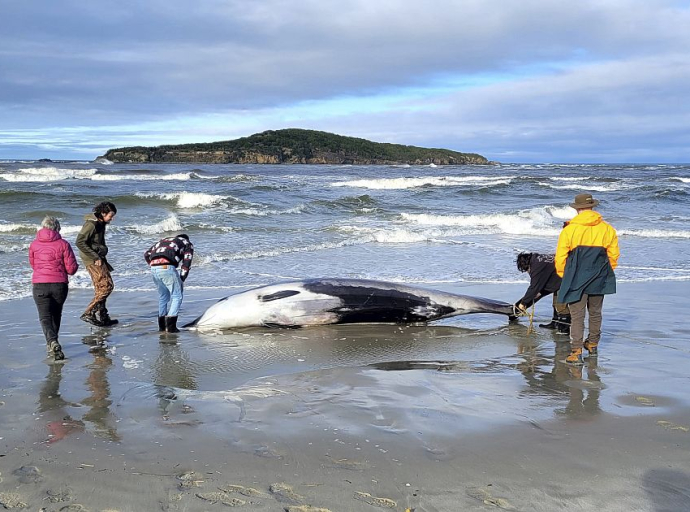 Na plaži Novog Zelanda pronađen uginuli najrjeđi kit na svijetu: Naučnici skoro ništa ne znaju o njemu