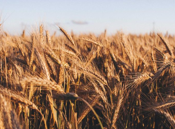 Kolekcija pšenice od prije jednog vijeka može pomoći da ne gladujemo zbog klimatskih promjena