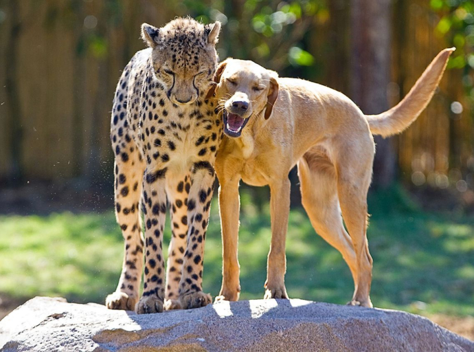 Nauka otkrila da li životinje mogu da imaju prijatelje
