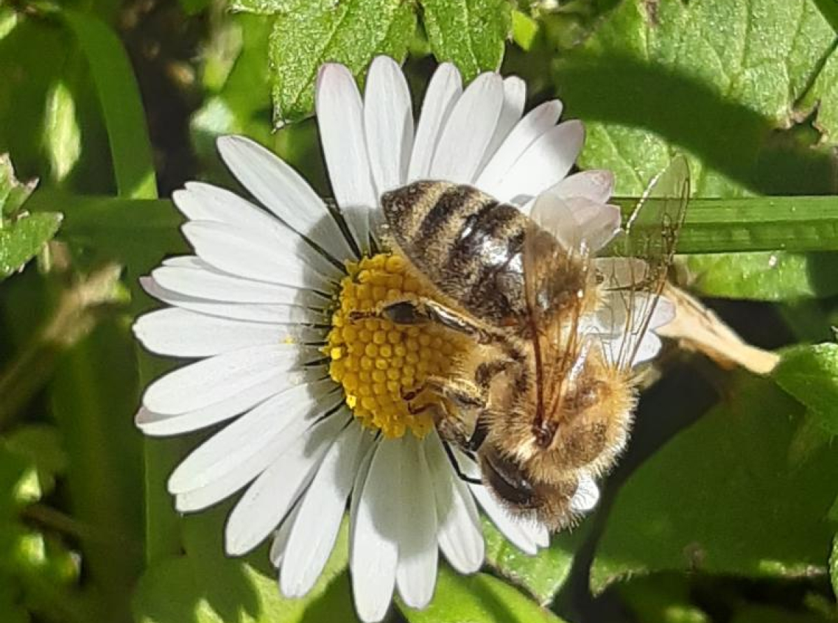 Istraživanje: Insekti oprašivači, poput pčela, mnogo teže podnose zagađenje od biljnih štetočina