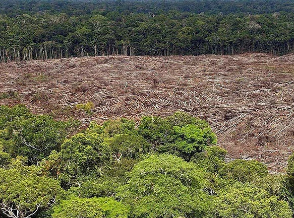 Amazonija izgubila šumu veličine Njemačke i Francuske