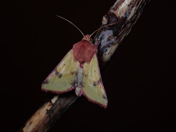 Heliothis incarnata Noctuidae Lepidoptera foto Toni Koren