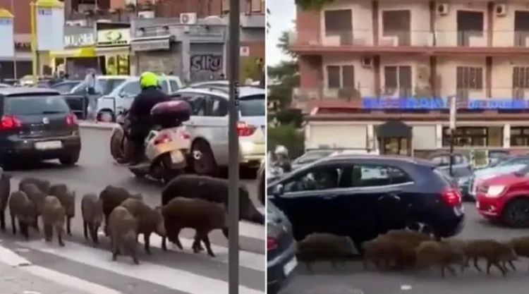 Divlje svinje u Rimu