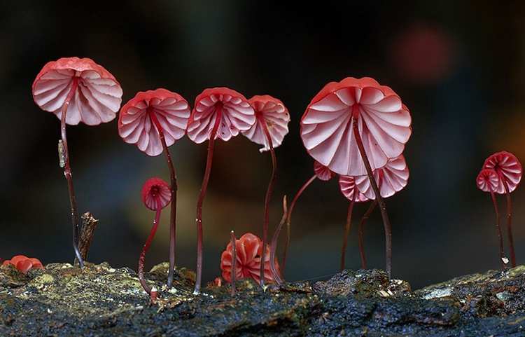mushroom photography steve axford 151