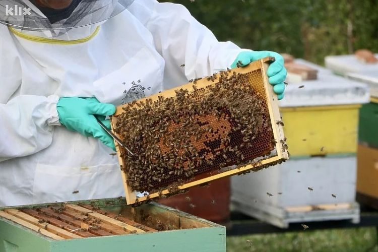 pčelarstvo foto klix.ba