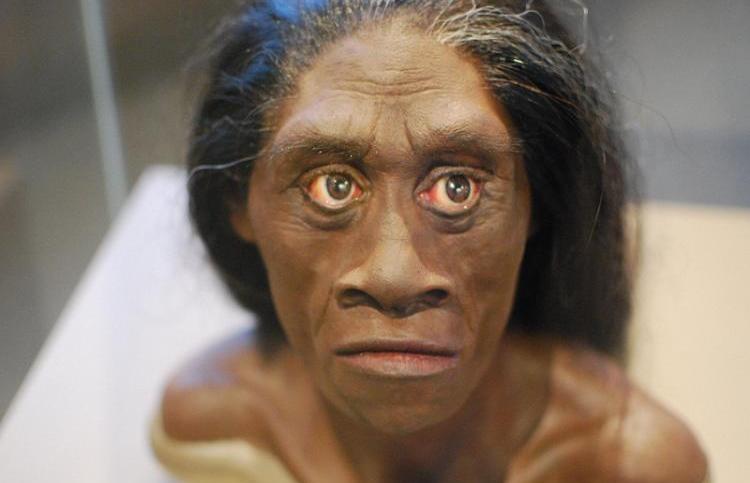 homo floresiensis techtimes com