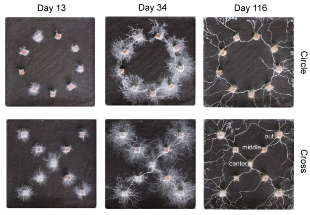 170 do fungi recognize shapes fig1