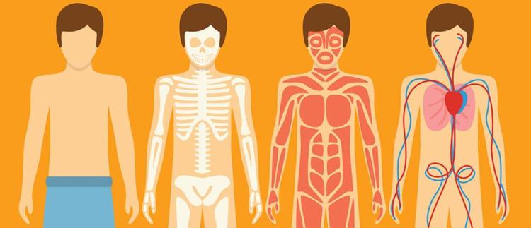 human body layer illustration