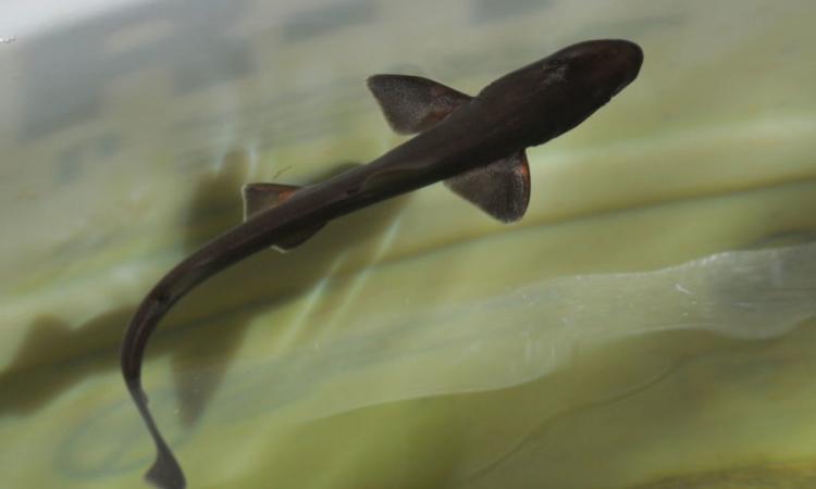 miracle baby shark born tank females living together years 1024x614