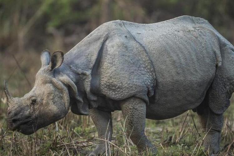 nosorog nepal