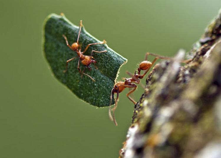 orijentacija mravi mrav i list