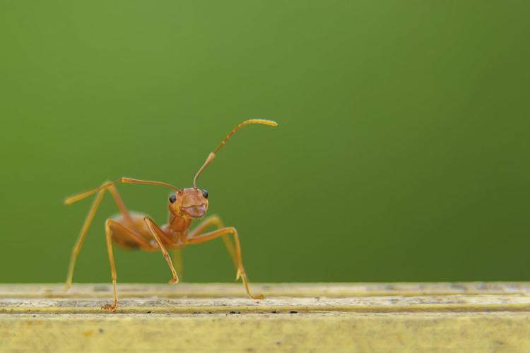 orijentacija mravi mrav1