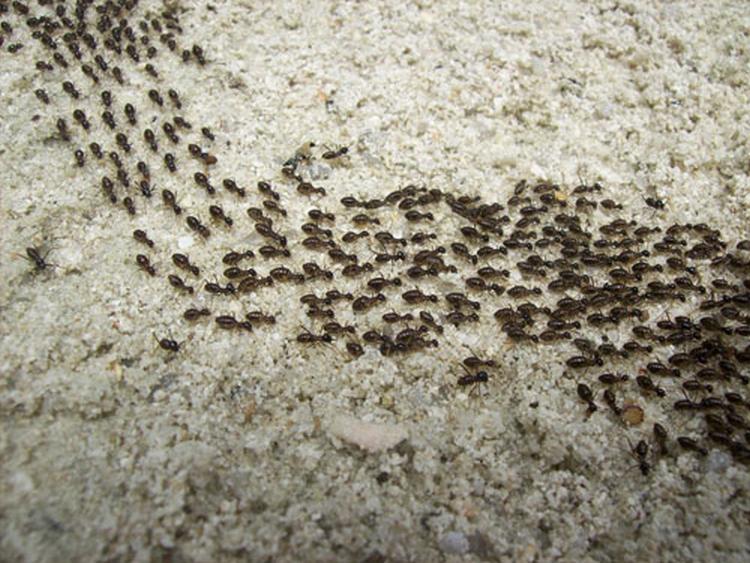 orijentacija mravi staza