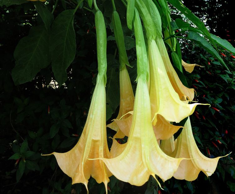 Angel Trumpets Brugmansia suaveolens