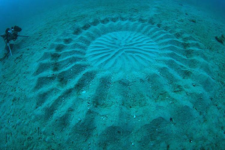 Yoji Ookata Deep Sea Mystery Circle 1