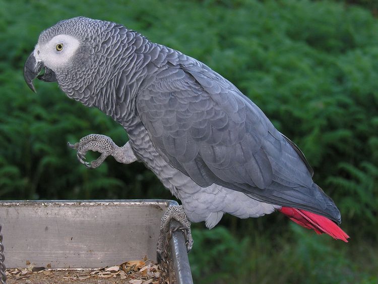 afrički sivi papagaj foto wikipedia