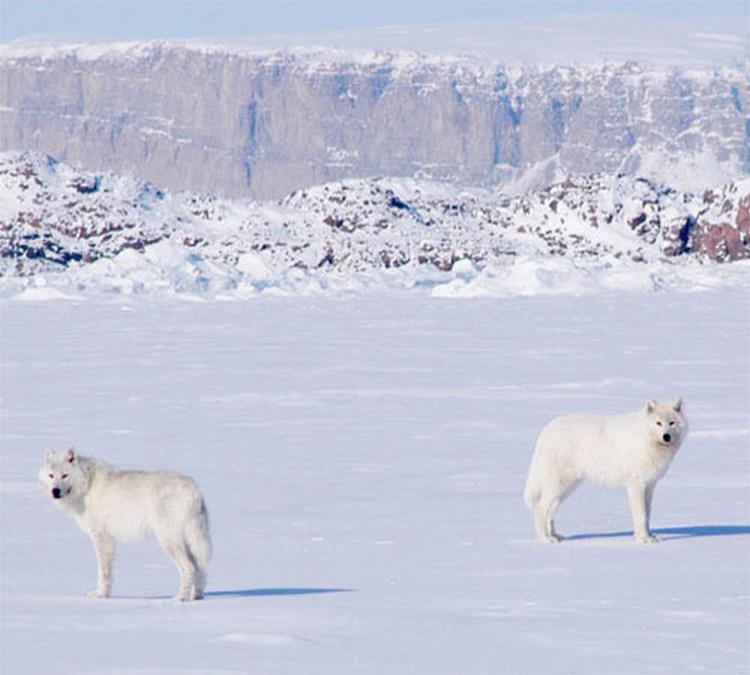 arktički vukovi