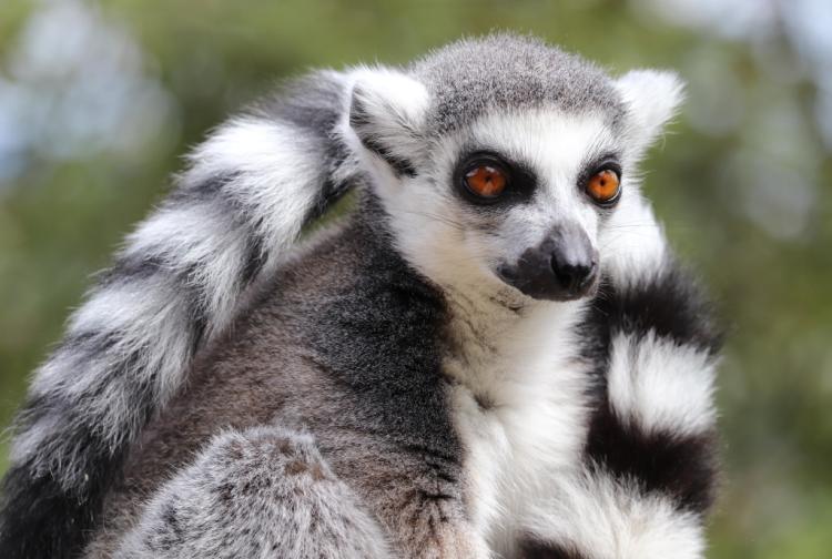 lemuri udvaranje 461453223