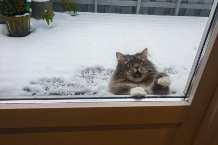 maca ne voli sneg