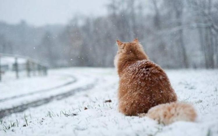 maca sedi na snegu