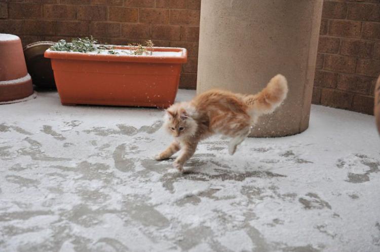 maca skace po snegu