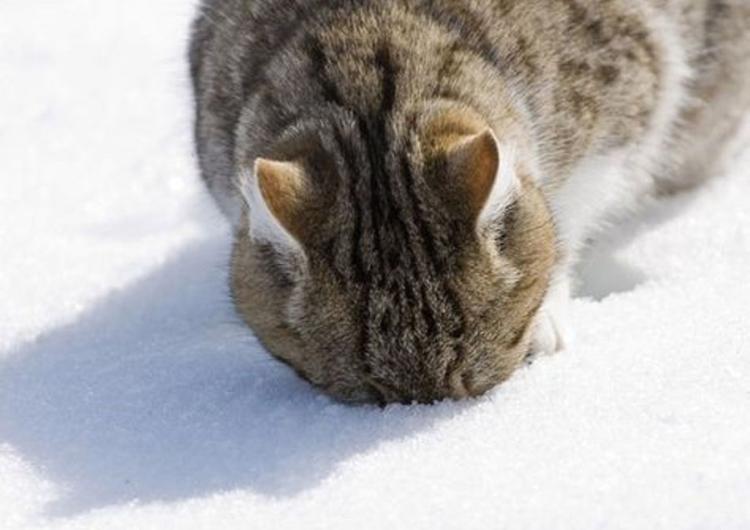 maca u snegu naslovna