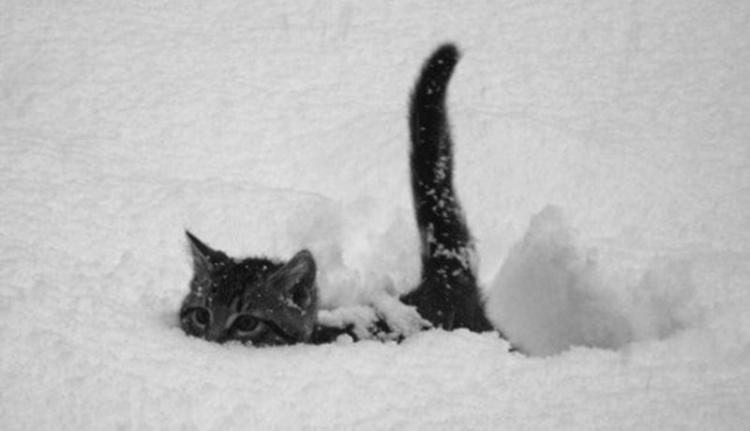 maca u snegu rep
